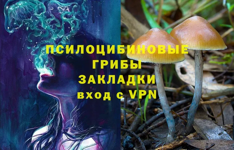 Псилоцибиновые грибы Psilocybe  Струнино 